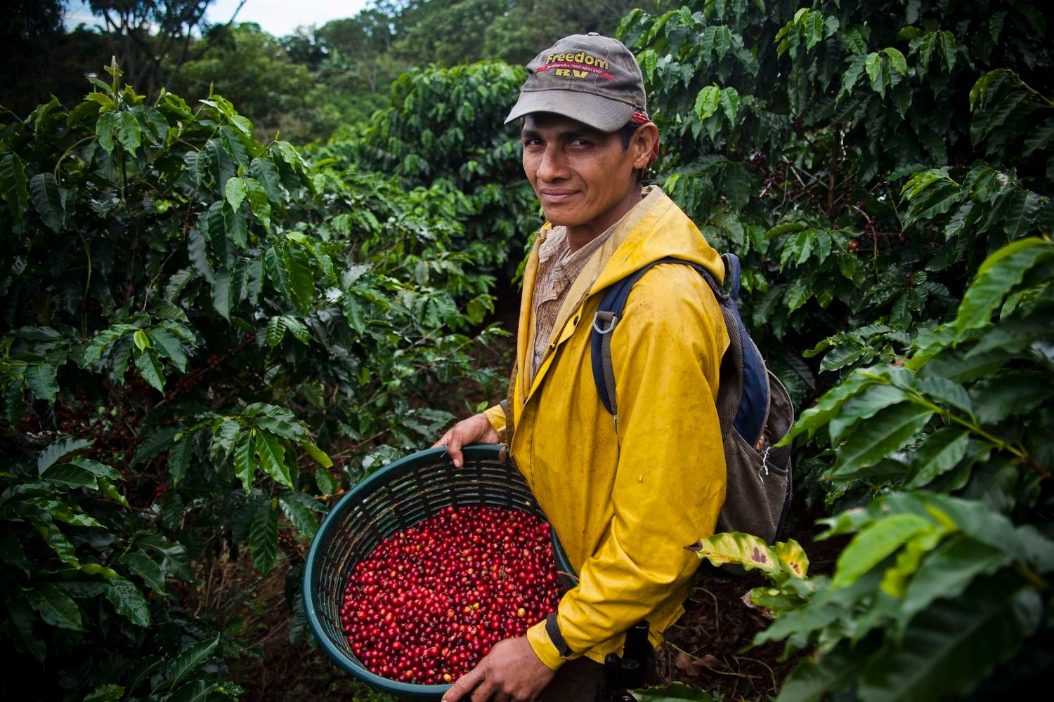 Hacienda Sonora Harvest